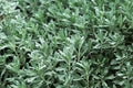 GardenGhost Wormwood (Artemisia hybrid ‘GardenGhost’) - 4-Inch Live Plant