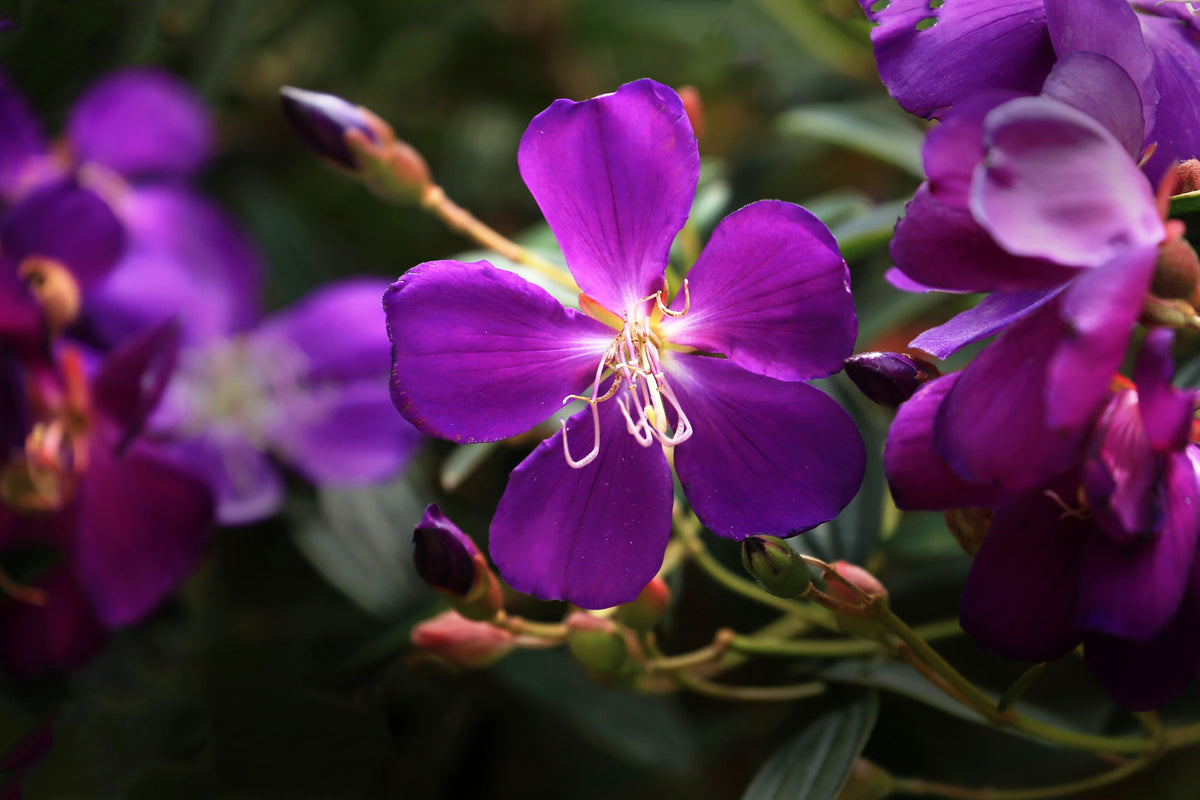 Ecuador Purple Princess Glory Bush Starter Plant (Tibouchina lepidota grandifolia) - Live