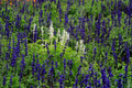 Ellagance Snow White Lavender Live Rooted Plant - 4-Inch Pot | Lavandula angustifolia 'Ellagance Snow'