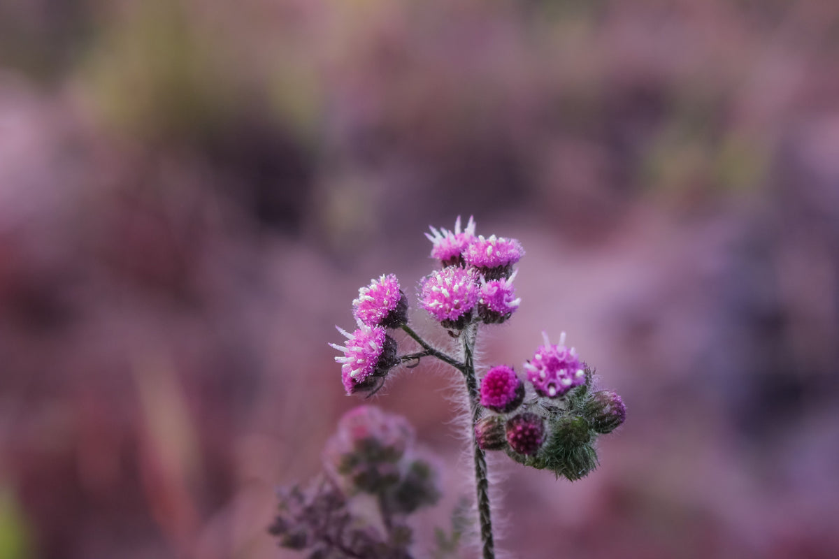 Ironweed Vernonia Bare Root Plants - 3 Live Plants, Purple Flowers, Native Perennial