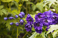 Blue Pygmy Delphinium Live Plant in 3.5-Inch Pot