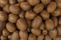 Prolific Kiwi Live Starter Plant - Actinidia Vine, 4-6 Inches, Bare Root