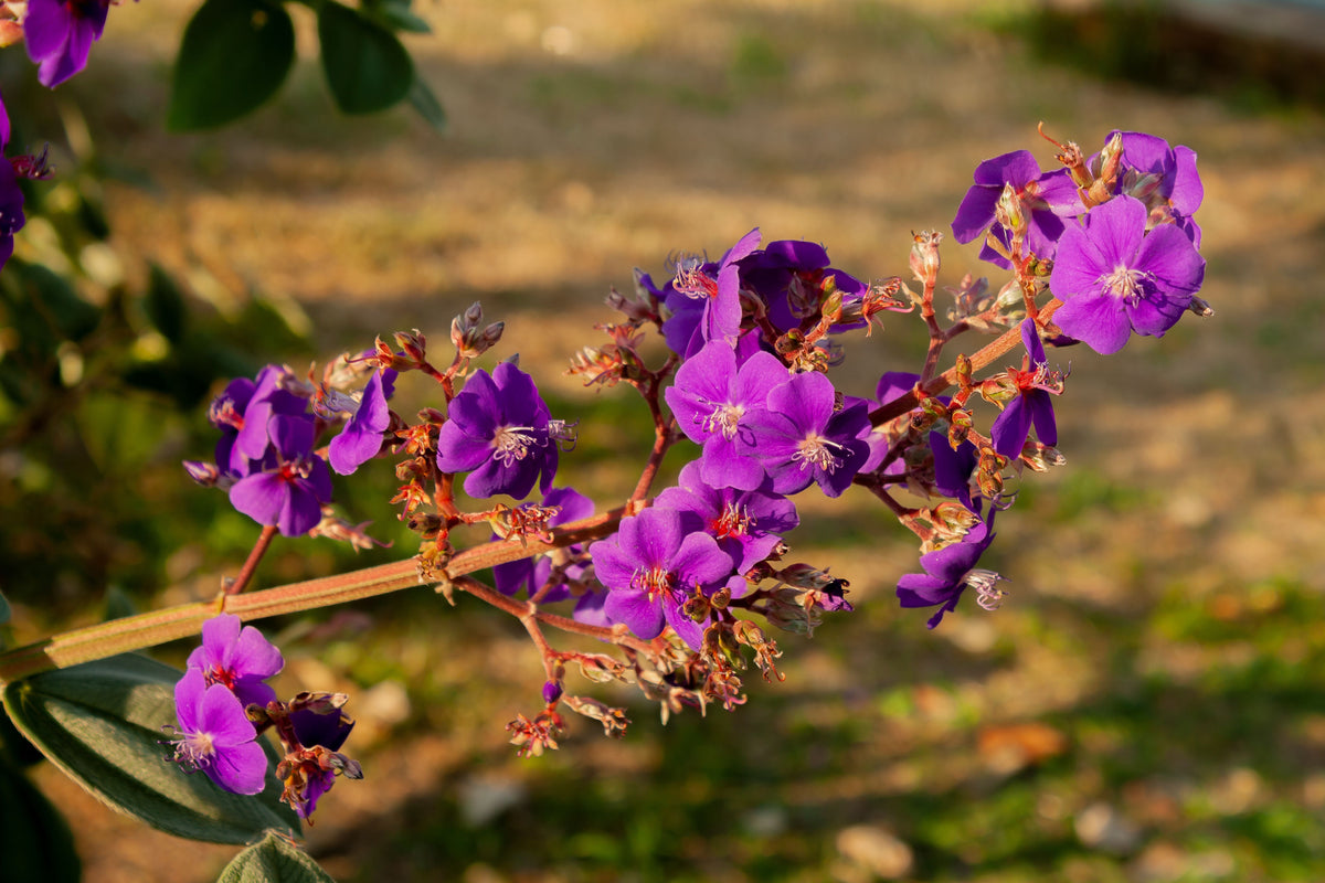Tibouchina Athens Live Plant 5–6 Inches Tall – Starter Tibouchina Flowering Shrub