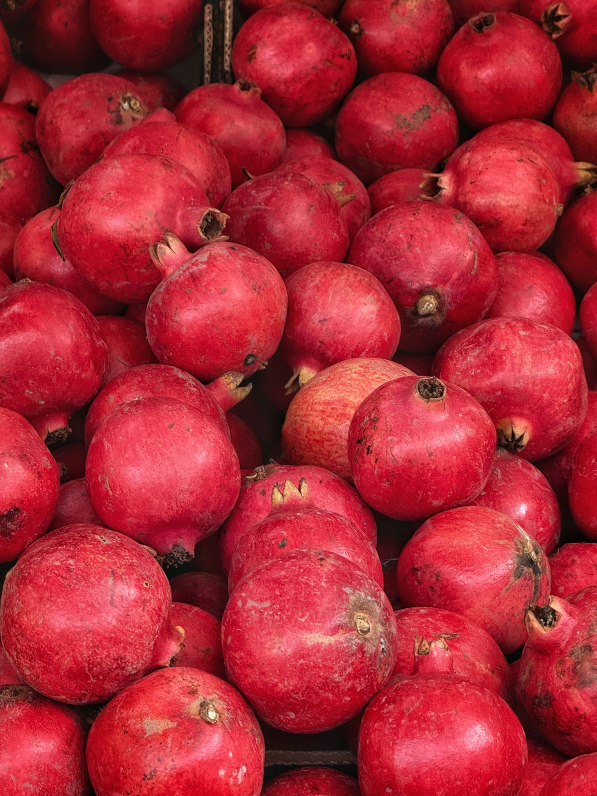 Wonderful Pomegranate Punica granatum - 2 Well-Rooted Starter Trees in 1 Qt Pots