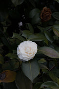 Nuccio's Gem Camellia Japonica Starter Plant | Well-Rooted Live Camellia in Pot