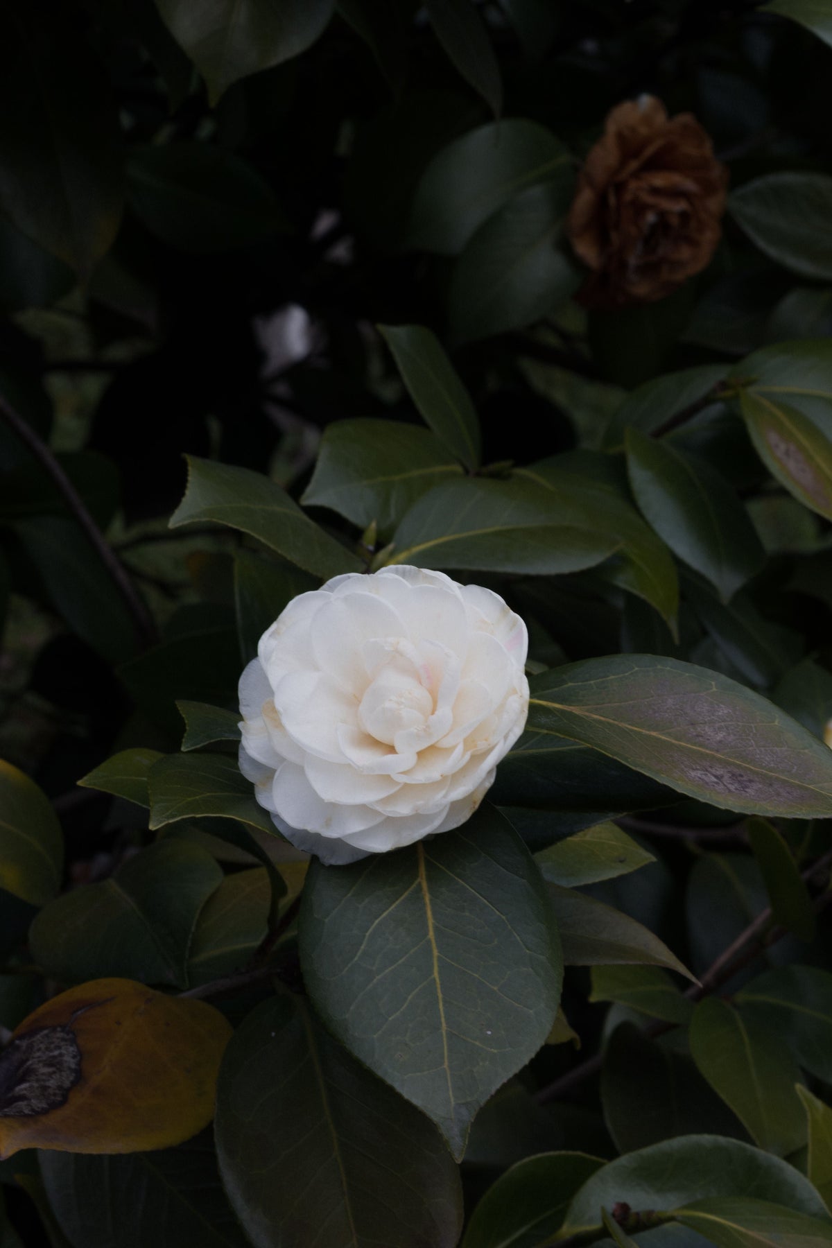Nuccio's Gem Camellia Japonica Starter Plant | Well-Rooted Live Camellia in Pot