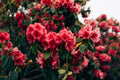 Nova Zembla Rhododendron Starter Plant - Red Bloom, Evergreen, Rooted