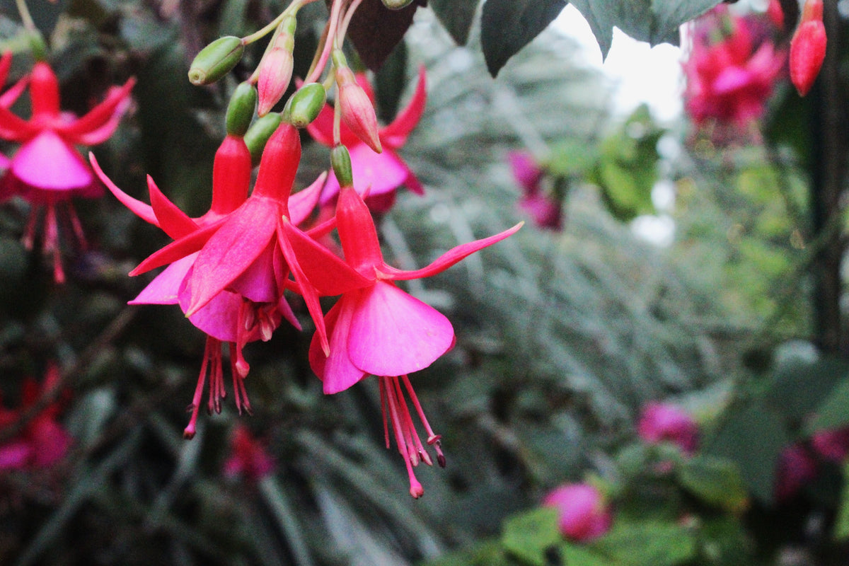 3-Pack Live Fuchsia Plants in 6-Inch Pots | Choose 15+ Varieties