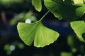 Ginkgo biloba Bare Root Starter Tree (12–24 in) – Ginkgo Biloba