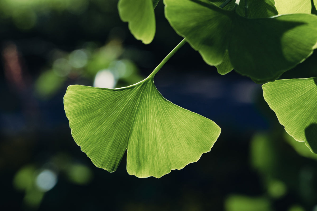 Ginkgo biloba Bare Root Starter Tree (12–24 in) – Ginkgo Biloba