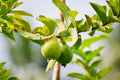 Pink Guava Tree - Psidium guajava Live Starter Plant in Nursery Pot