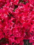 Encore Autumn Embers Reblooming Azalea (Conleb) - Live Plant, Full Gallon Pot