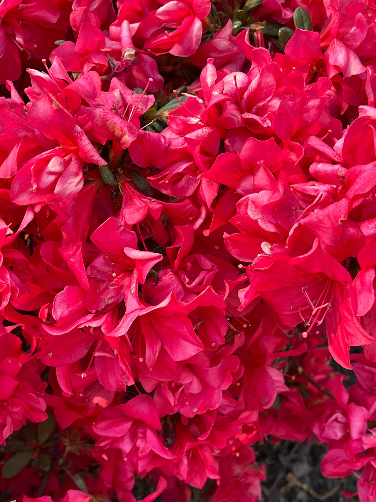 Encore Autumn Embers Reblooming Azalea (Conleb) - Live Plant, Full Gallon Pot
