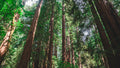 Dawn Redwood Metasequoia glyptostroboides Starter Plants | 3 Live