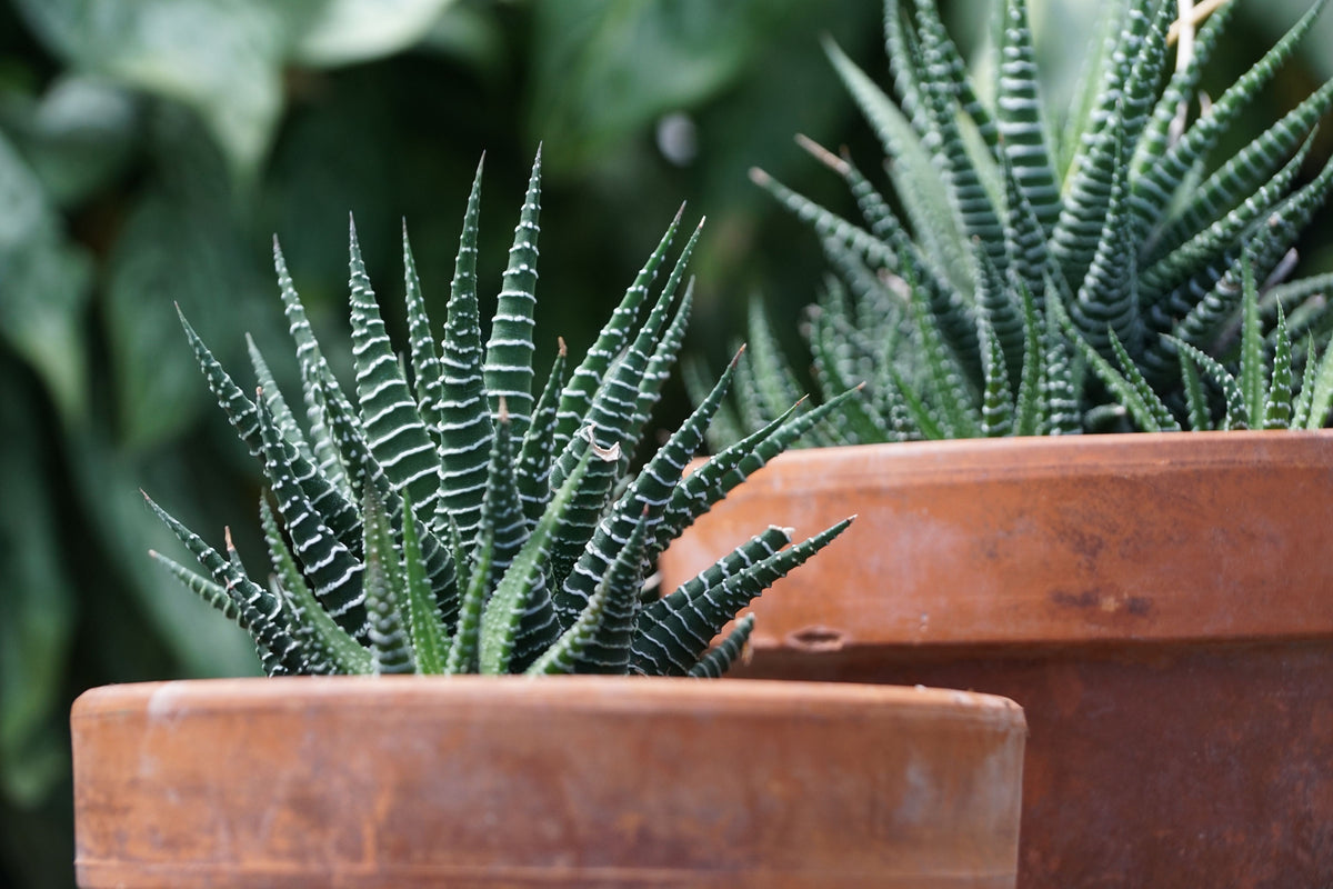 Zebra Plant Haworthiopsis fasciata - Live Succulent in Pot (Starter Plant)