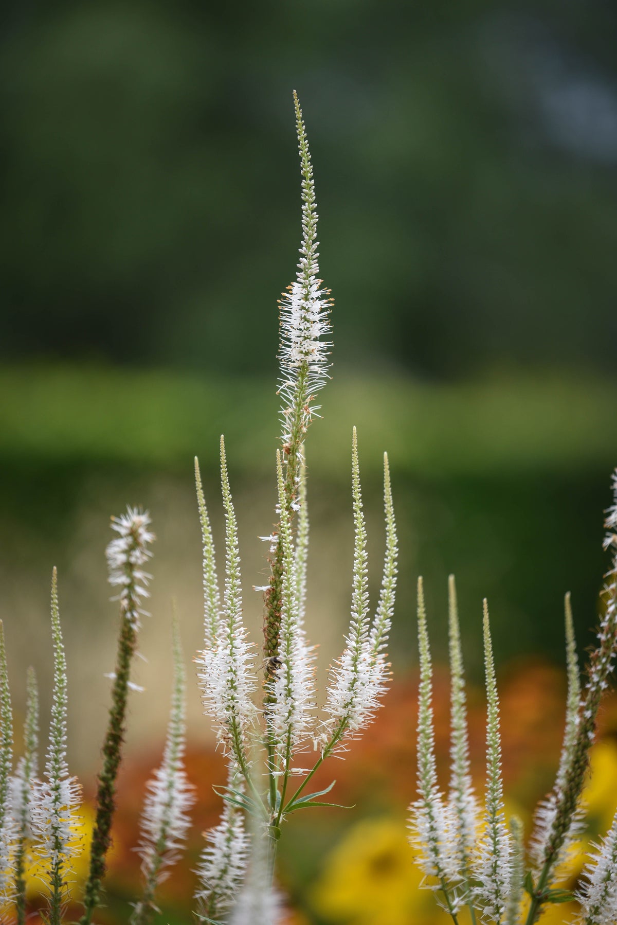 Culver's Root Live Starter Plant Veronicastrum virginicum – 4–8" Tall, 2.5"x3.5" Pot