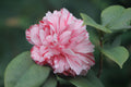 Tri Color Camellia Camellia japonica | Rooted Starter Plant, Pink Red White Flowers