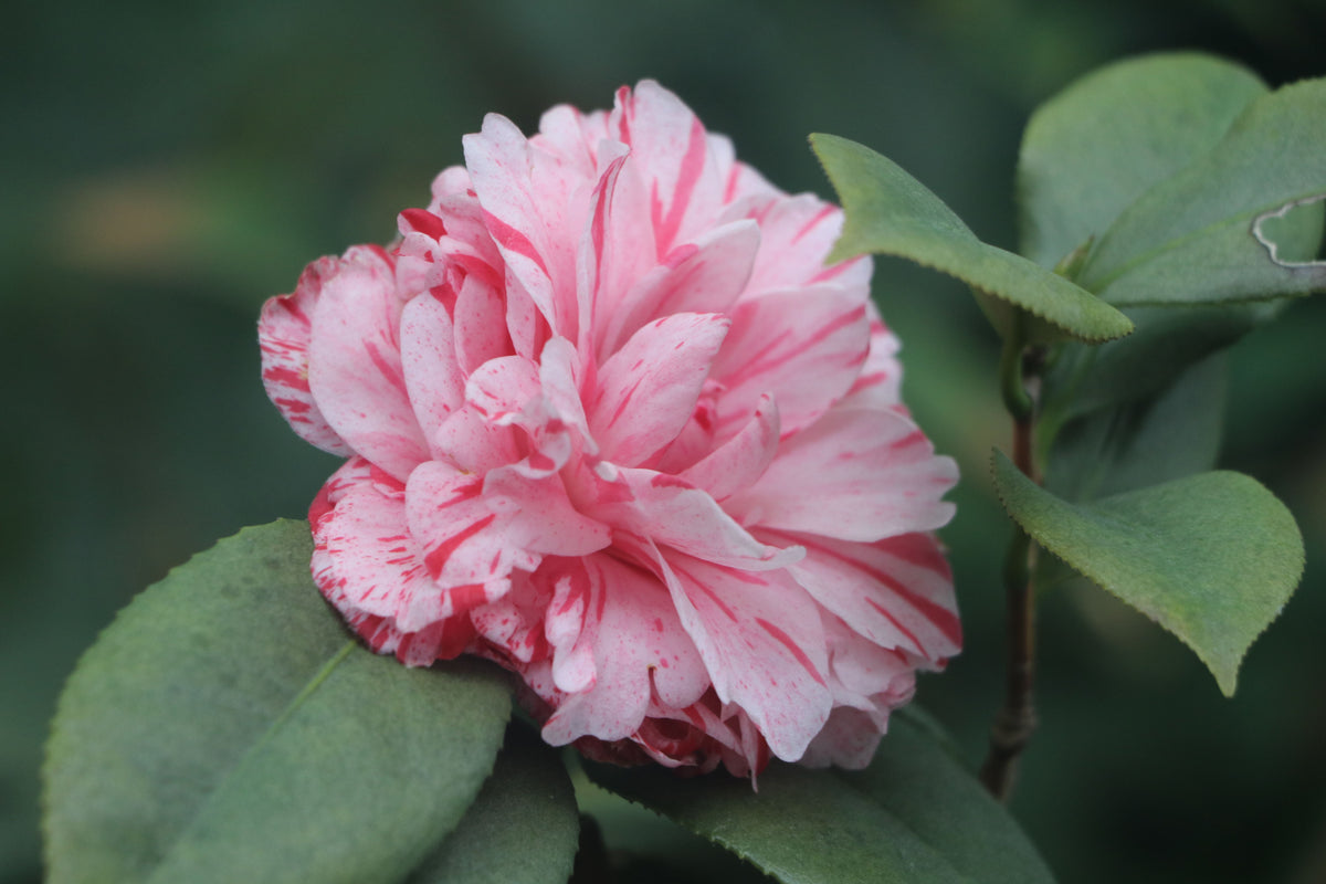 Tri Color Camellia Camellia japonica | Rooted Starter Plant, Pink Red White Flowers