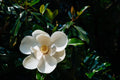 Southern Magnolia Live Plant in 2-Inch Pot | Magnolia grandiflora
