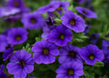 Calibrachoa MiniFamous Neo Blue Million Bells - 4-Inch Pot Live Plant