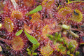 Drosera ascendens 'Sempre Vivas' Live Sundew Plant | Rare Tropical Carnivorous Plant