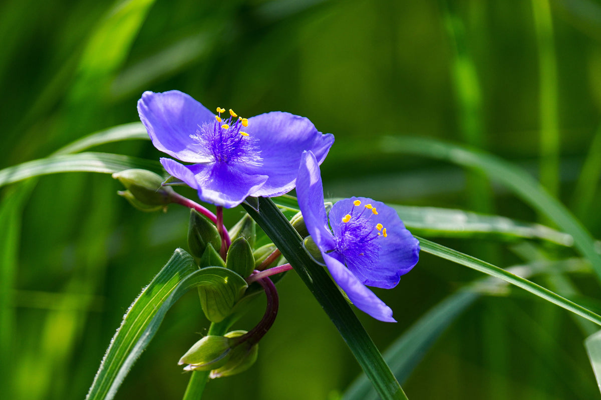 Spiderwort Bare Root Plants - Tradescantia virginiana (Pack of 5) Bare Root Perennial