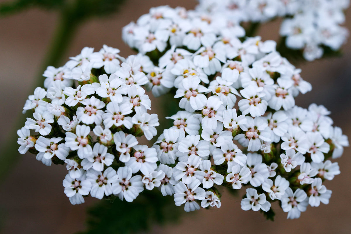 White Beauty Yarrow (Achillea millefolium) – 4 inch Pot, 1 Live Plant