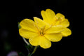 Sundrops Calylophus drummondianus - 1 Live Plant in 4-Inch Pot
