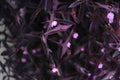 Tradescantia pallida 'Pale Puma' Bare Root Starter Plant