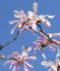 Leonard Messel Magnolia Live Plants – Set of 2 in 3.5-Inch Pots