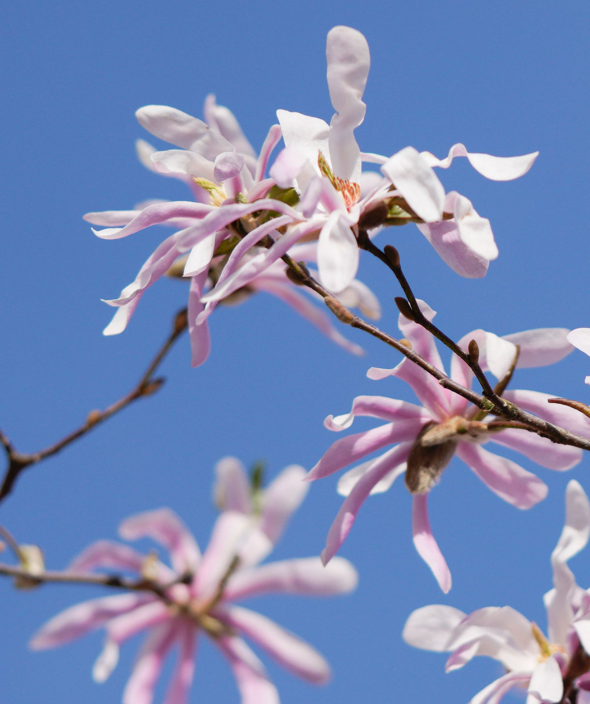 Leonard Messel Magnolia Live Plants – Set of 2 in 3.5-Inch Pots