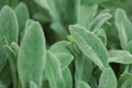 Lamb's Ear Live Plant Stachys byzantina | 1 Perennial