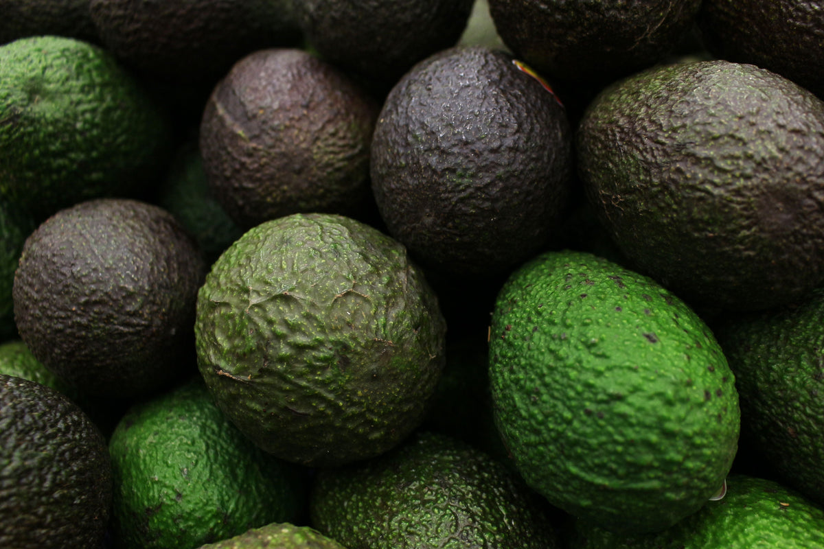 Organic Hass Avocado Live Seedling - 12–15+ Inches, Well-Rooted