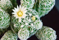 Mammillaria candida Live Seed-Grown Cactus with Pups