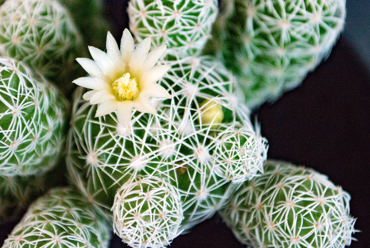 Mammillaria candida Live Seed-Grown Cactus with Pups