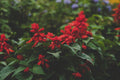 Scarlet Sage Live Plant (Salvia coccinea) — 1 Gallon, Fully Rooted