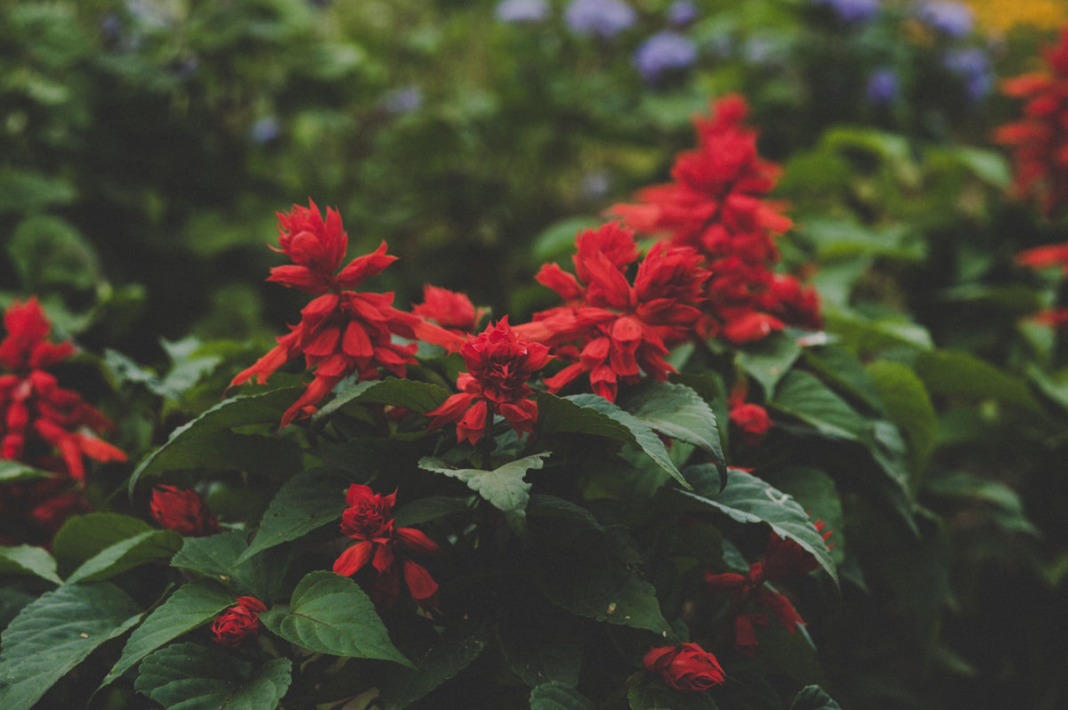Scarlet Sage Live Plant (Salvia coccinea) — 1 Gallon, Fully Rooted