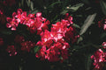 Red Oleander Live Plant - Nerium oleander in 4-Inch Starter Pot