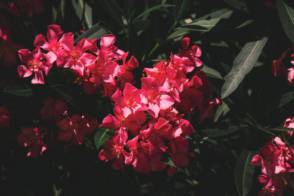 Red Oleander Live Plant - Nerium oleander in 4-Inch Starter Pot