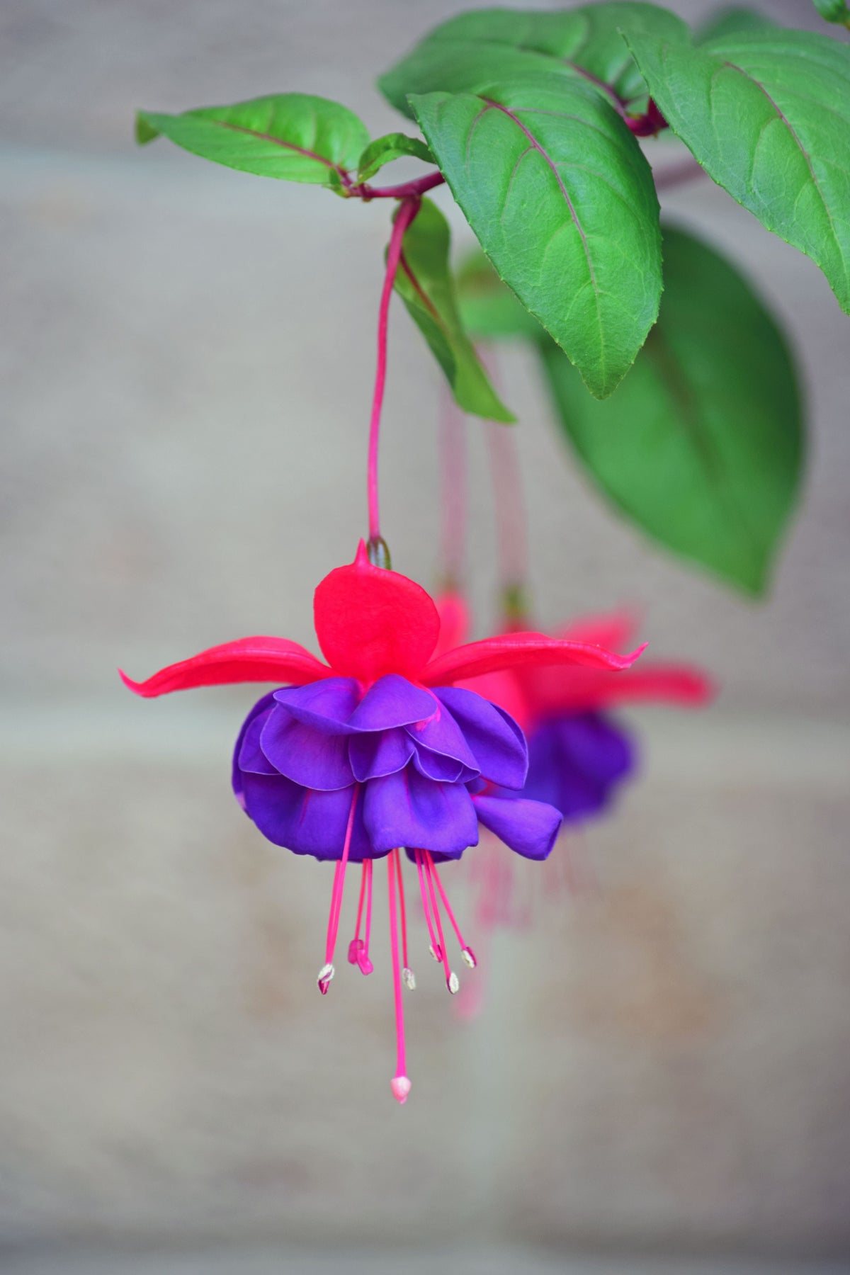 Blue Eye Fuchsia Live Plant - Hummingbird Flowering Plant - Fuchsia Hybrid