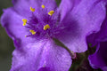 Spiderwort Tradescantia virginiana Bare Root Live Plants – 5 Pack