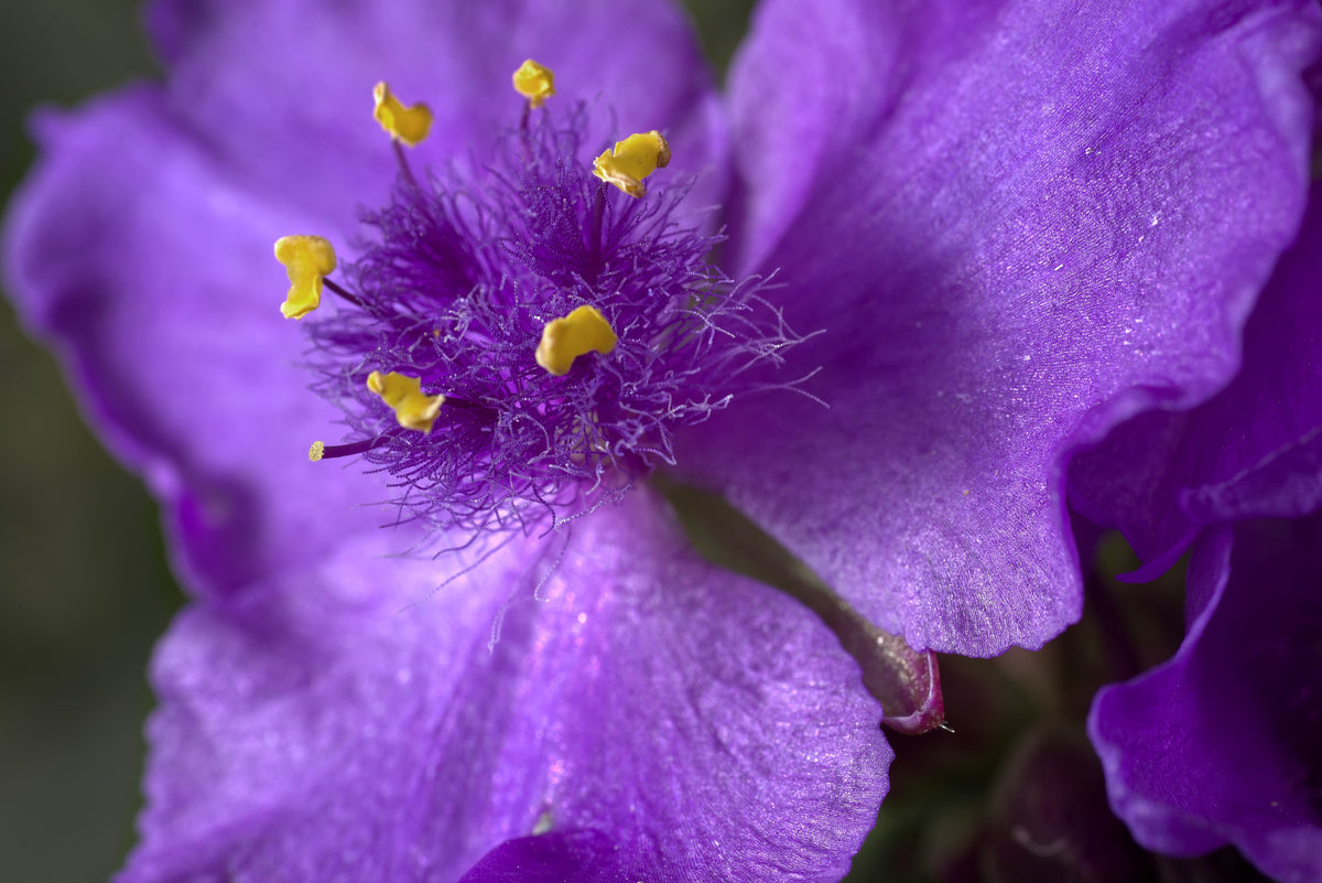 Spiderwort Tradescantia virginiana Bare Root Live Plants – 5 Pack