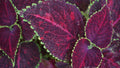 Dipt In Wine Coleus - 3 Live Plants, 3–6 Inches Tall