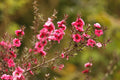 New Zealand Tea Manuka Live Plant (Leptospermum scoparium) - 5–7 Inches Tall