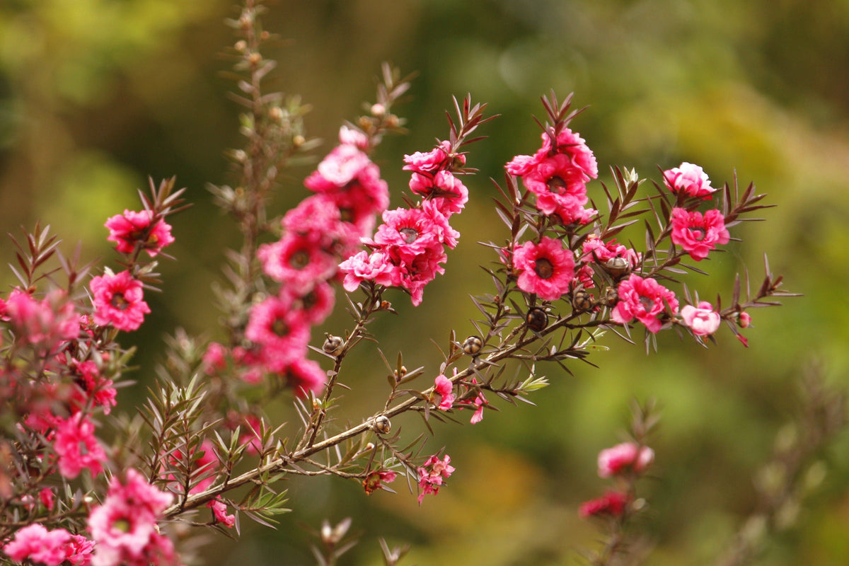 New Zealand Tea Manuka Live Plant (Leptospermum scoparium) - 5–7 Inches Tall