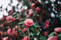 Mrs. Lyman Clarke Camellia Starter Plant | Camellia japonica (One) - Well-Rooted in Nursery Pot