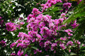 Pink Crape Myrtle Live Cuttings (Lagerstroemia indica) – 7 Cuttings for Propagation
