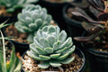 Mountain Rose Succulent Greenovia dodrantalis - 2" Pot, Live Plant