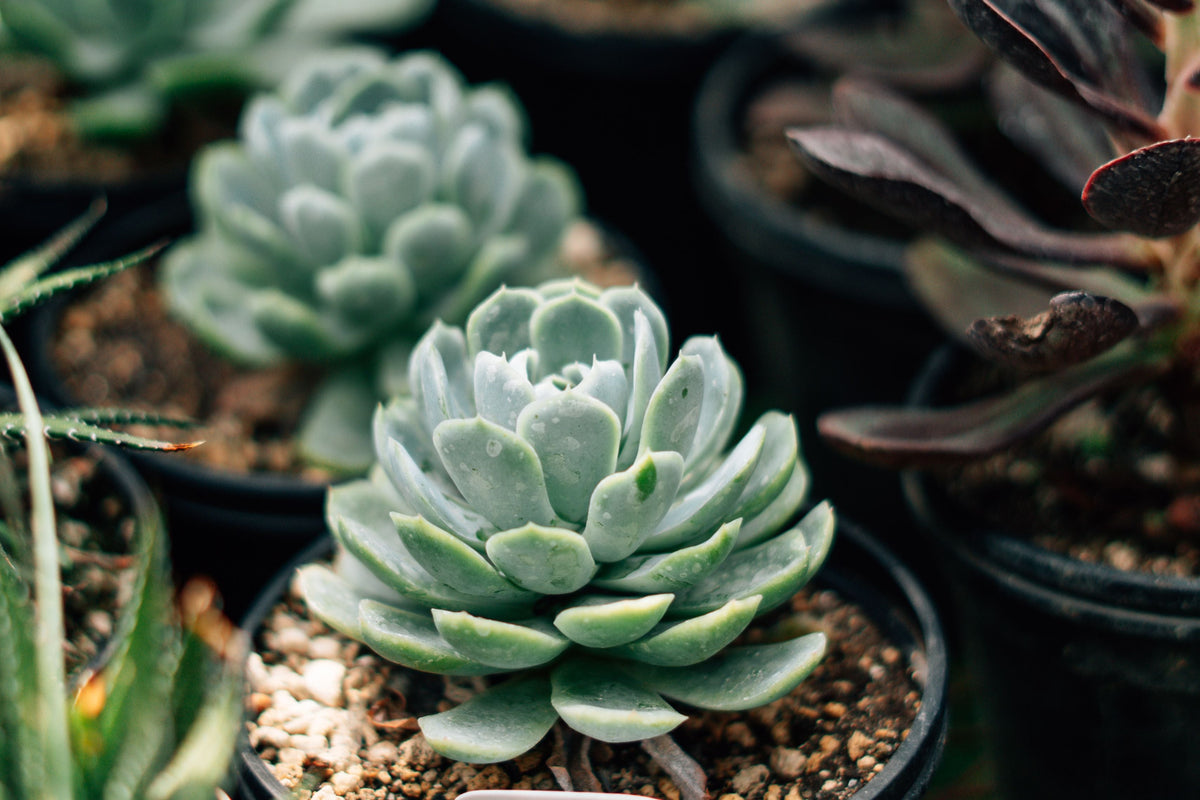 Mountain Rose Succulent Greenovia dodrantalis - 2" Pot, Live Plant