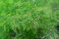 Asparagus Plumosus Fern (Asparagus setaceus) Live Plant in 2.5-In Pot